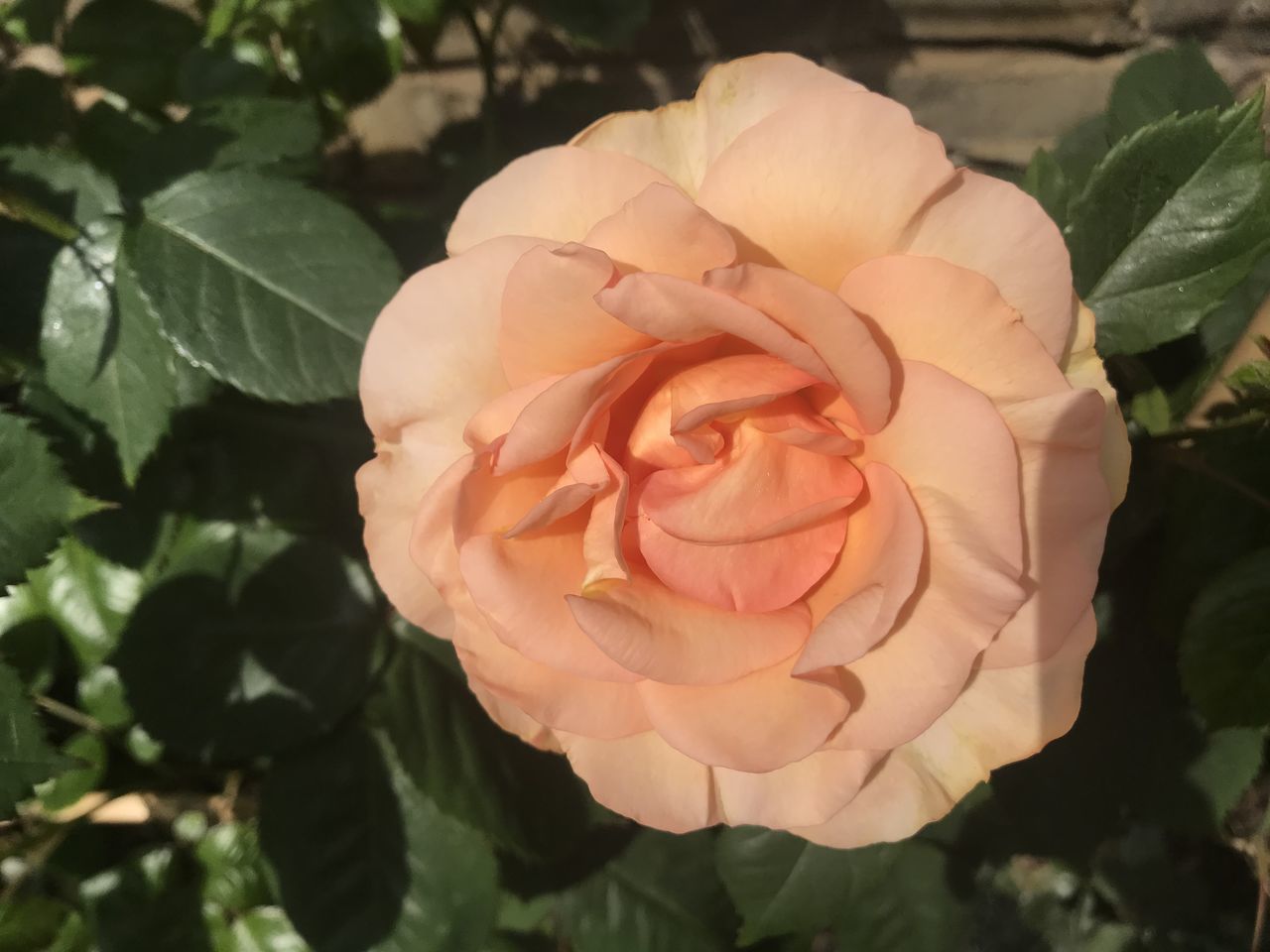 CLOSE-UP OF ROSE IN BLOOM OF ROSES