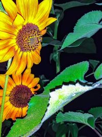 Close-up of yellow flowering plant