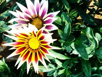 Close-up of flower blooming outdoors