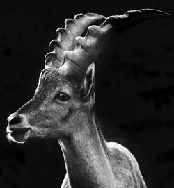 Close-up of deer against black background