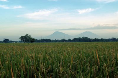 Scenic view of agricultural field against sky