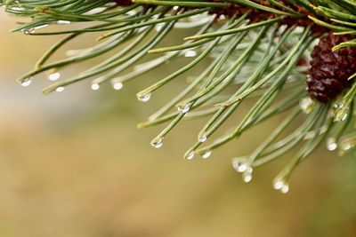 Close-up of raindrops on pine tree