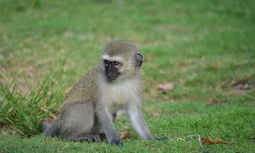 Monkey on field