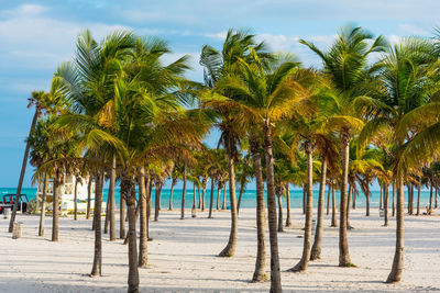 Palm trees on beach against sky