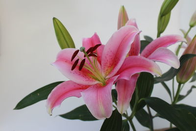 Close-up of pink lily blooming outdoors