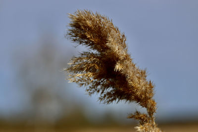 Low angle view of plant against clear sky