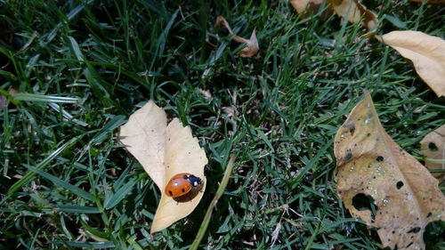 Close-up of snail on grassy field