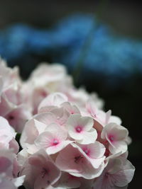 Close-up of pink cherry blossom