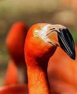 Close-up of bird