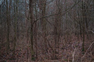 View of bare trees in forest
