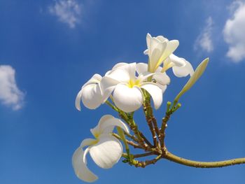 Low angle view of white flowering plant against sky