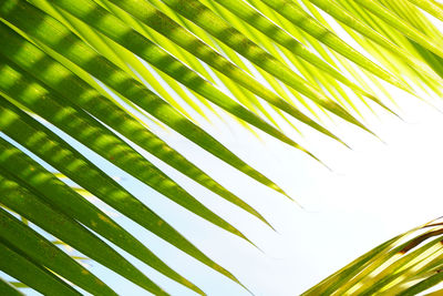 Close-up of palm tree leaves