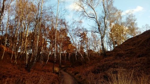 Bare trees in forest against sky