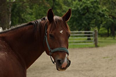 Horse standing in ranch