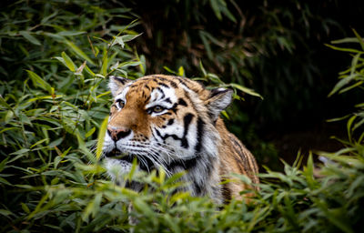 Close-up of tiger