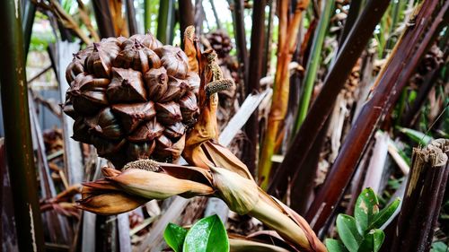 Globular fruit cluster of the nipa palm  fruticans in thailand obtained can make desserts.