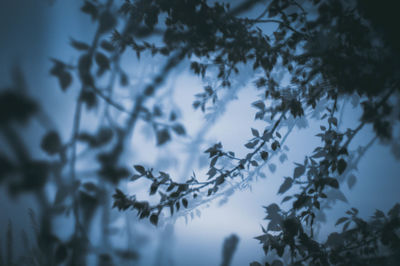 Low angle view of silhouette tree against sky