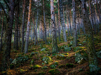 Trees in forest