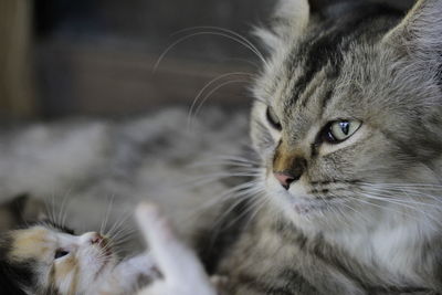 Close-up of cat looking away