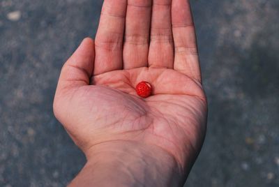 High angle view of hand holding berries