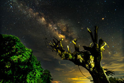 Low angle view of bare tree against milky way