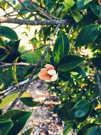 Close-up of flowering plants on tree