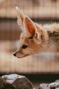 Close-up of a cat looking away