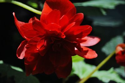 Close-up of red flower growing on plant