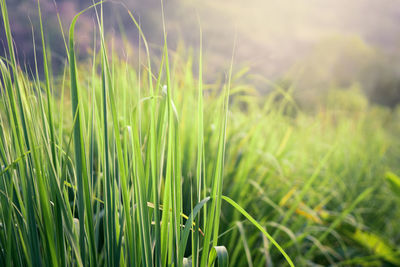 Close-up of crops growing on field