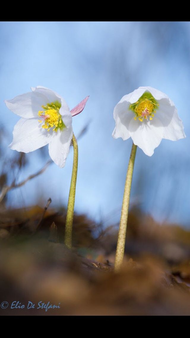 Fiori invernali