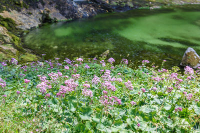 Close-up of flowers growing in field