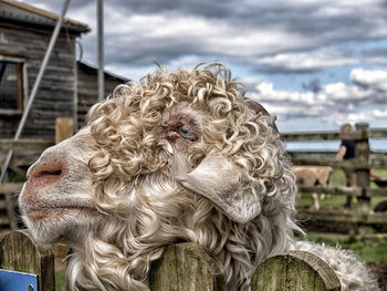 Close-up of sheep by fence