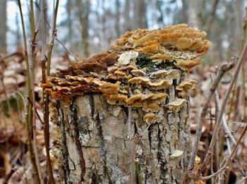 Close-up of mushrooms on tree trunk in forest