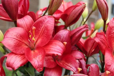 Close-up of red flowering lilies