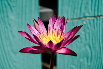 Close-up of pink water lily