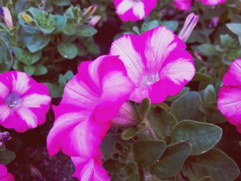 Close-up of pink flowers