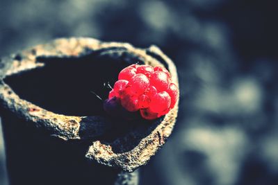 Close-up of red berries