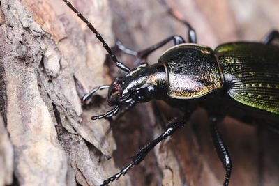 Close-up of insect on tree trunk