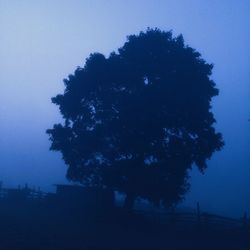 tree