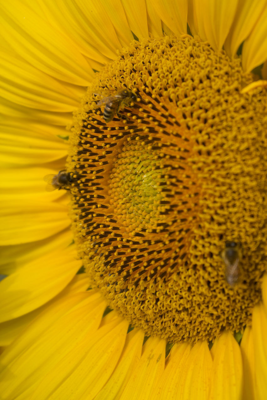 EXTREME CLOSE-UP OF YELLOW SUNFLOWER ON WHITE FLOWERING