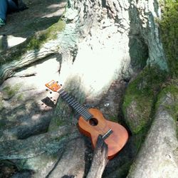 View of tree trunk