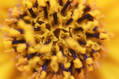 Full frame shot of yellow flowering plant