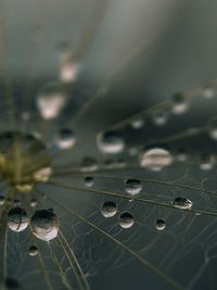 Full frame shot of leaf