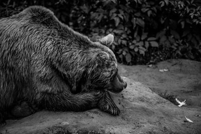 Side view of a bear on field