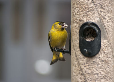 Close-up of green finch on feeder