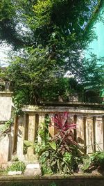 plant