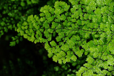 Close-up of green leaves on plant