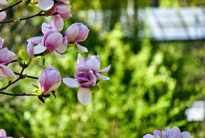 Close-up of pink flowering plant