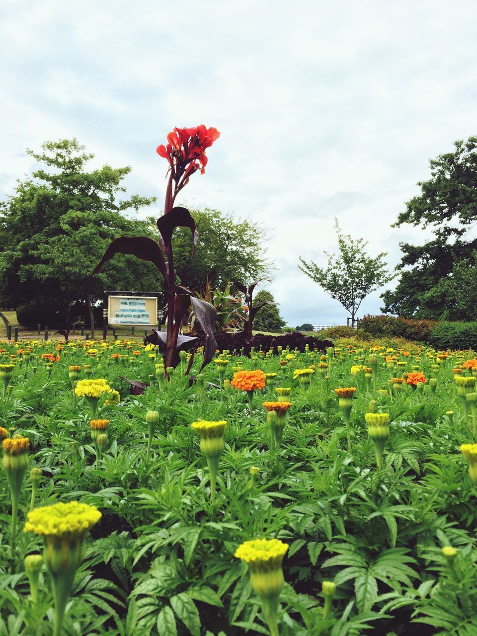 flower, freshness, growth, sky, fragility, beauty in nature, nature, plant, blooming, field, tree, petal, blossom, cloud - sky, leaf, green color, in bloom, flower head, cloud, yellow