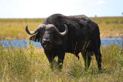 Water buffalo on field against sky